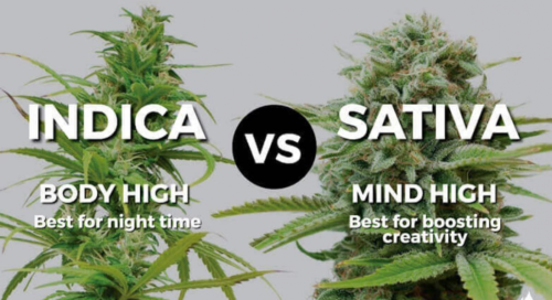 Indica vs Sativa