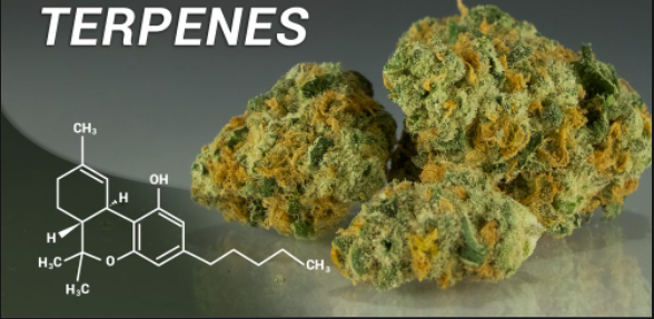 Understanding Cannabis Terpenes