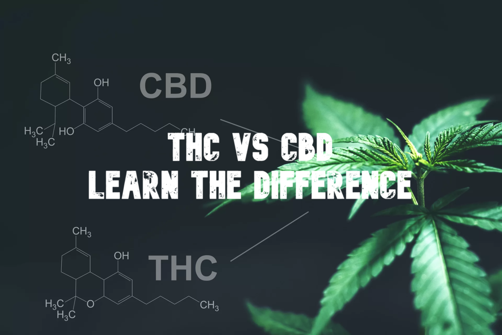 THC vs CBD: Learn the Difference