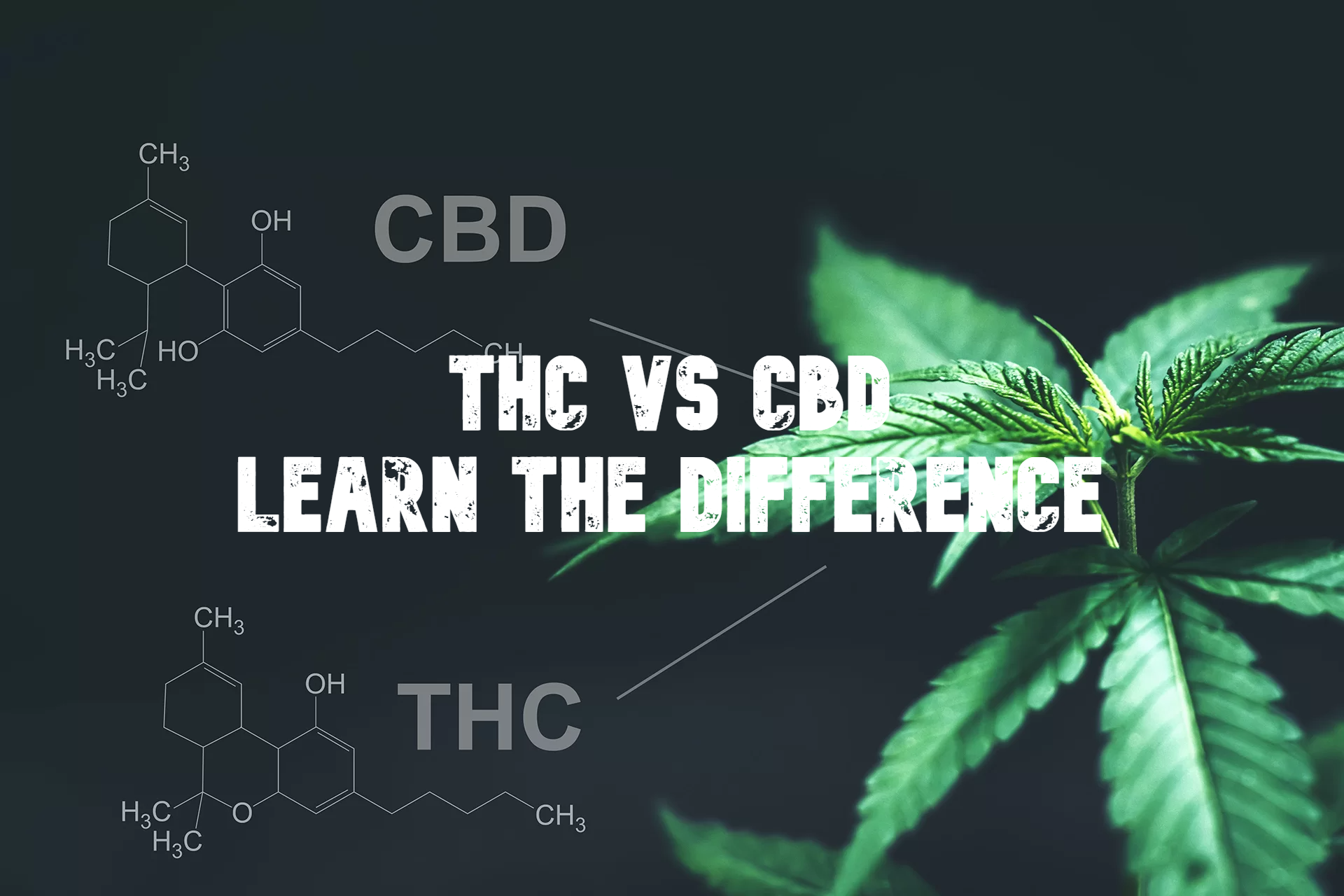 THC Vs CBD: Learn The Difference - Lit Weed Delivery