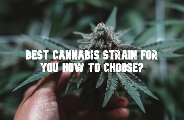 Best Cannabis Strain For YOU How To Choose?