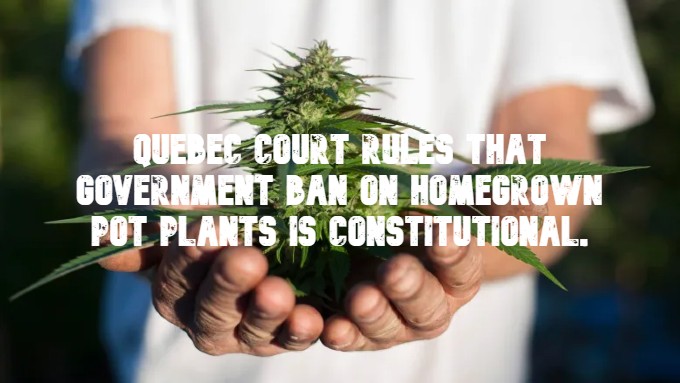 Quebec Court rules that government ban on homegrown pot plants is constitutional.