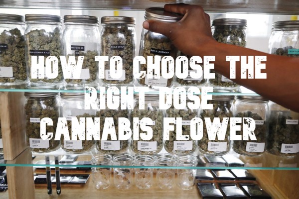 How to Choose the Right Dose Cannabis Flower