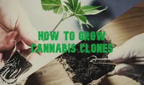 How to Grow Cannabis Clones