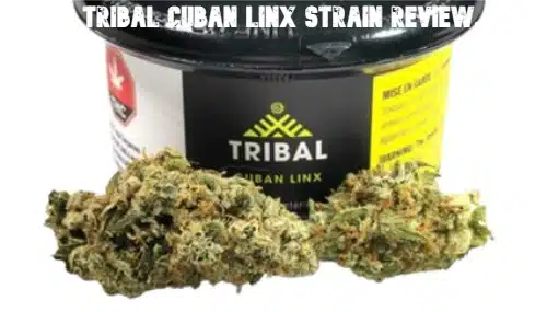 Tribal Cuban Linx Strain Review