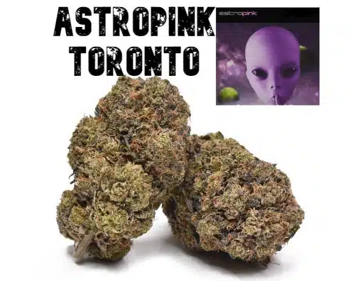 Astro Pink Toronto by lit weed delivery